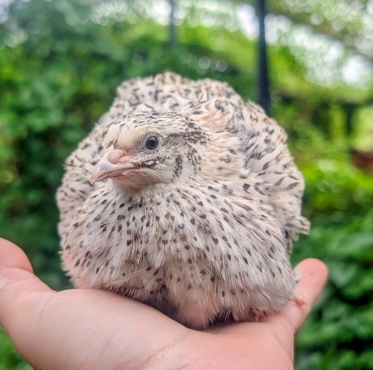 180 +extras  Rainbow Coturnix Quail Hatching Eggs NPIP tested