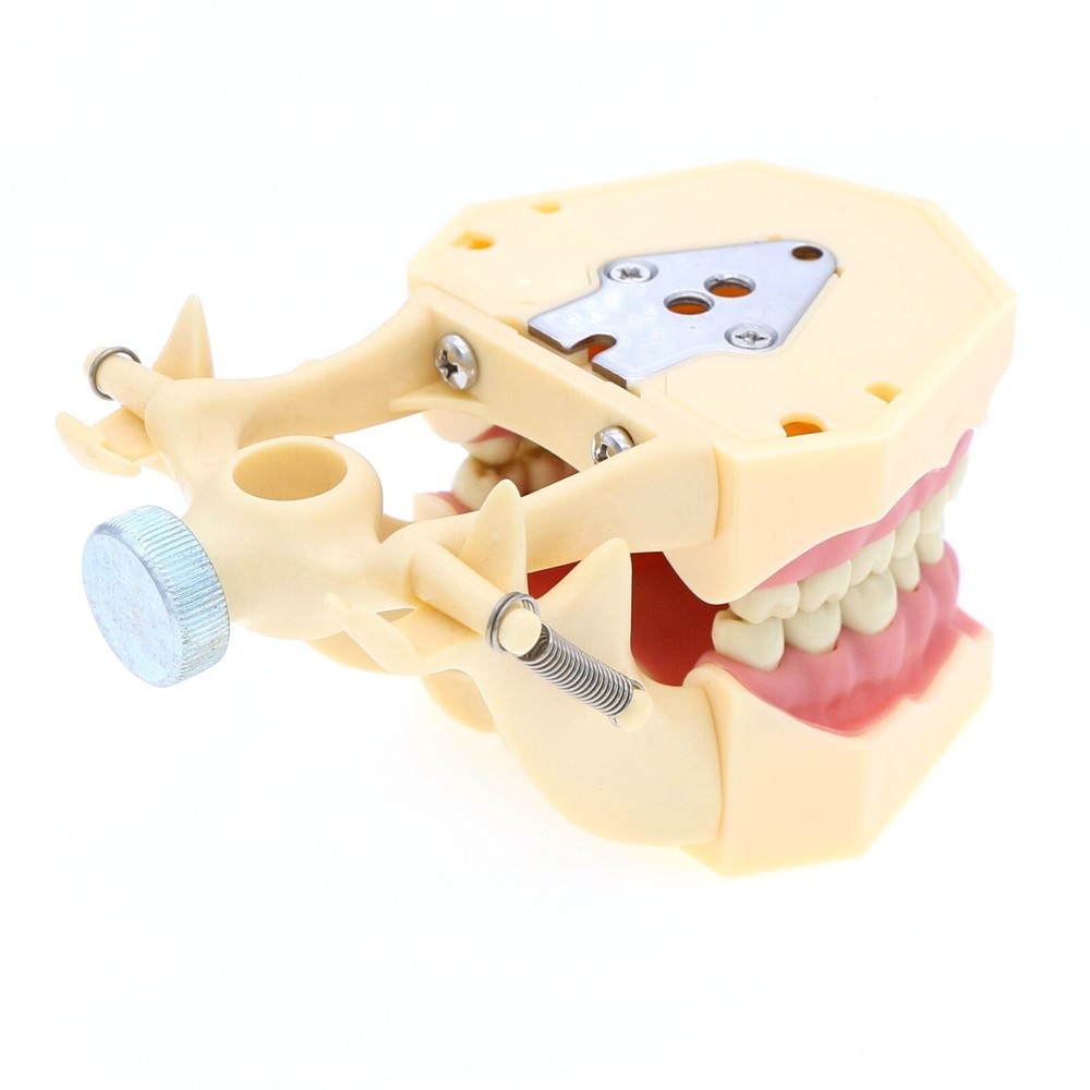 Frasaco AG3 Type Dental Restorative Typodont Model 32Pcs Removable Teeth M8014-2