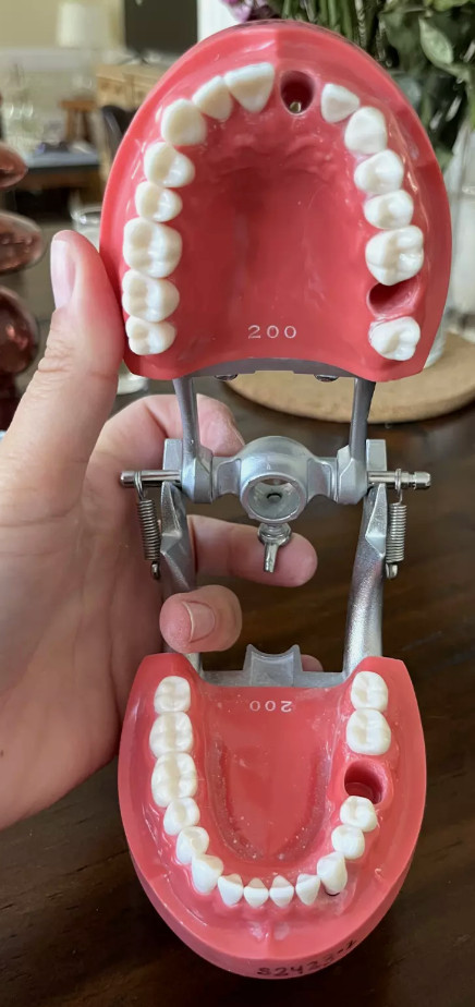 TWO Nissin Hard Gum Typodonts (Used)