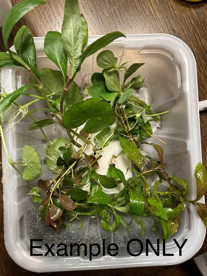 Premium Assorted Beginner Live Aquarium Plants Pack Floaters Red Green