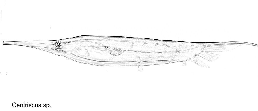 Centriscus - The best, big fossil fish