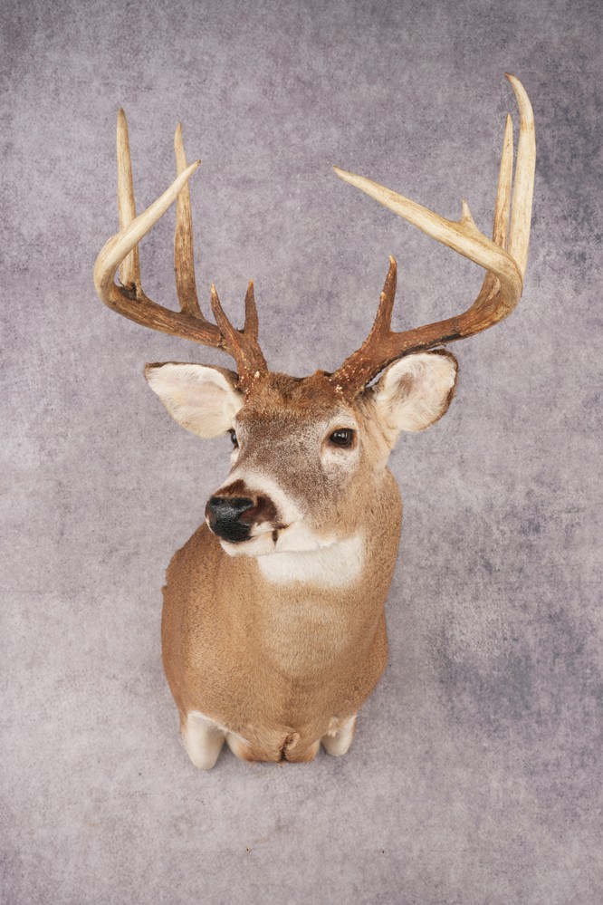 Whitetail Deer SKU 3196