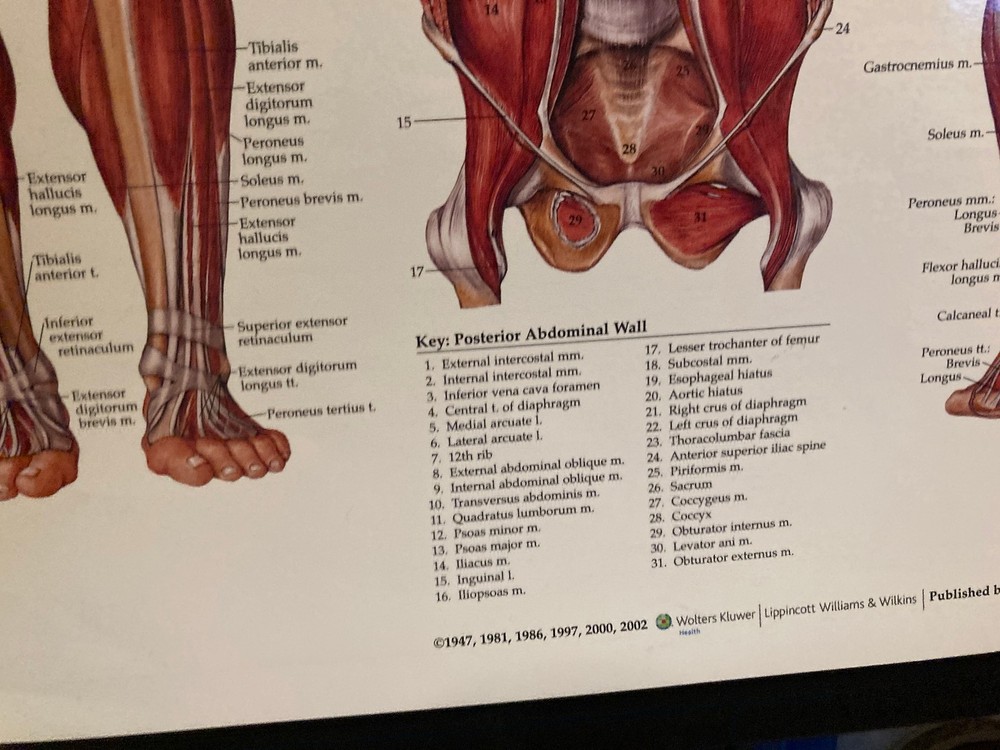 Muscular System Poster 20"  X 26" by Anatomical Chart Co. - Laminated Nice