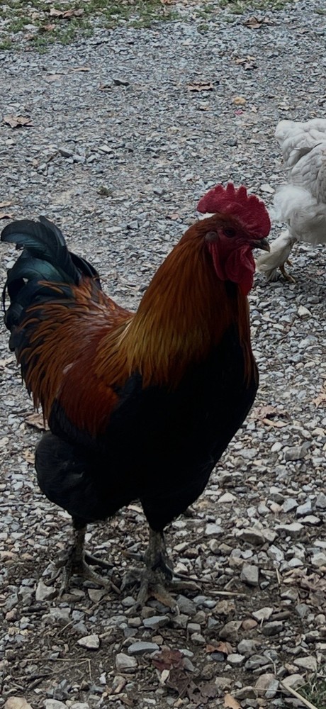 Olive Egger Hatching Eggs Multigenerational F3 and F4 6++