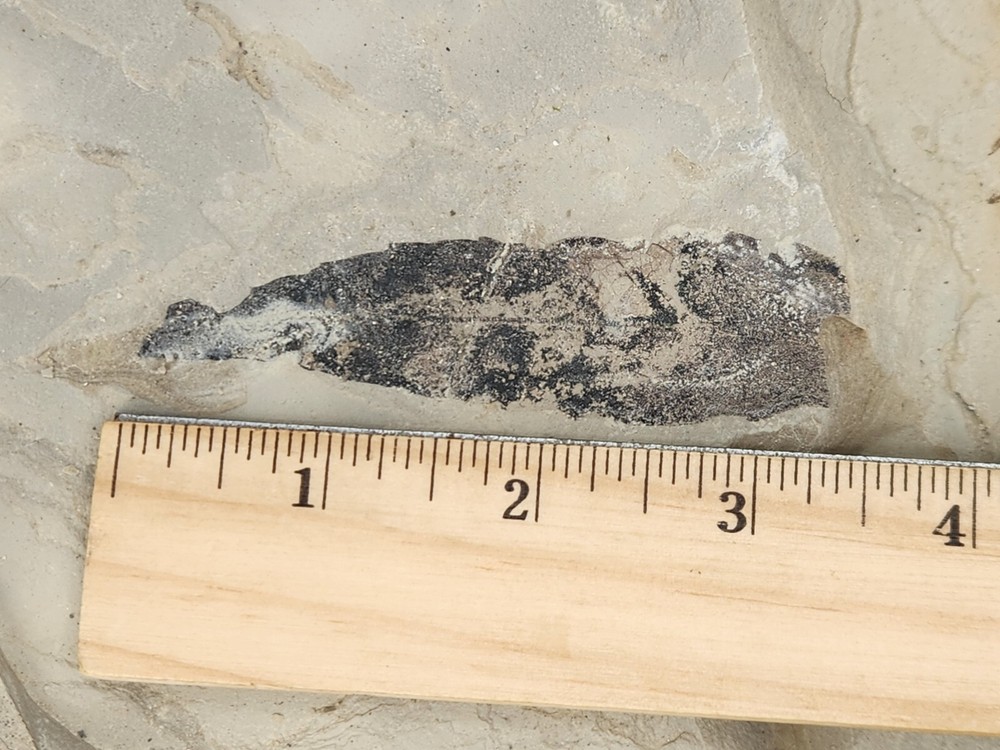 Leaf Fossil - Green River Fm. - Eocene - Douglas Pass, Garfield Co., CO