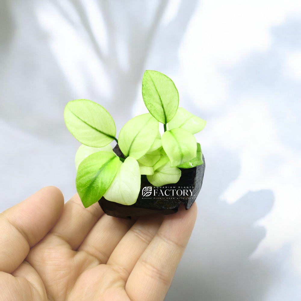 Anubias Broad White on Driftwood