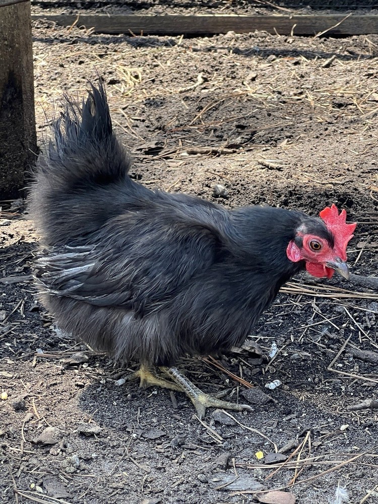 Serama Hatching Eggs *various feather* 10eggs +extra