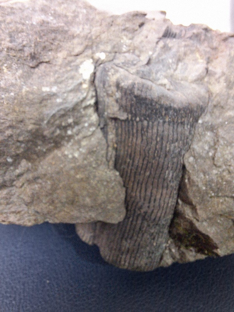 Calamite Stem Lepidodendron Paliozoic Devonian Carboniferous Virginia