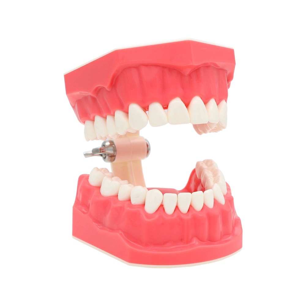 Dental Practice Ortho Typodont Teeth Model for Brushing Standard Teeth Model