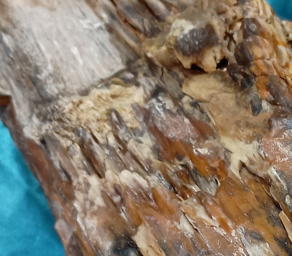Opalized Petrified Wood Display Specimen WA State 4 LBS 9 OZ