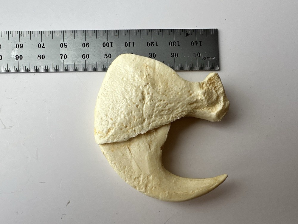 a replica jaguar claw. 