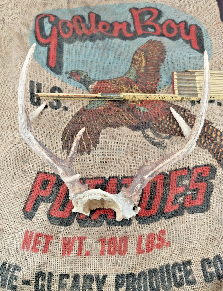 whitetail deer antlers