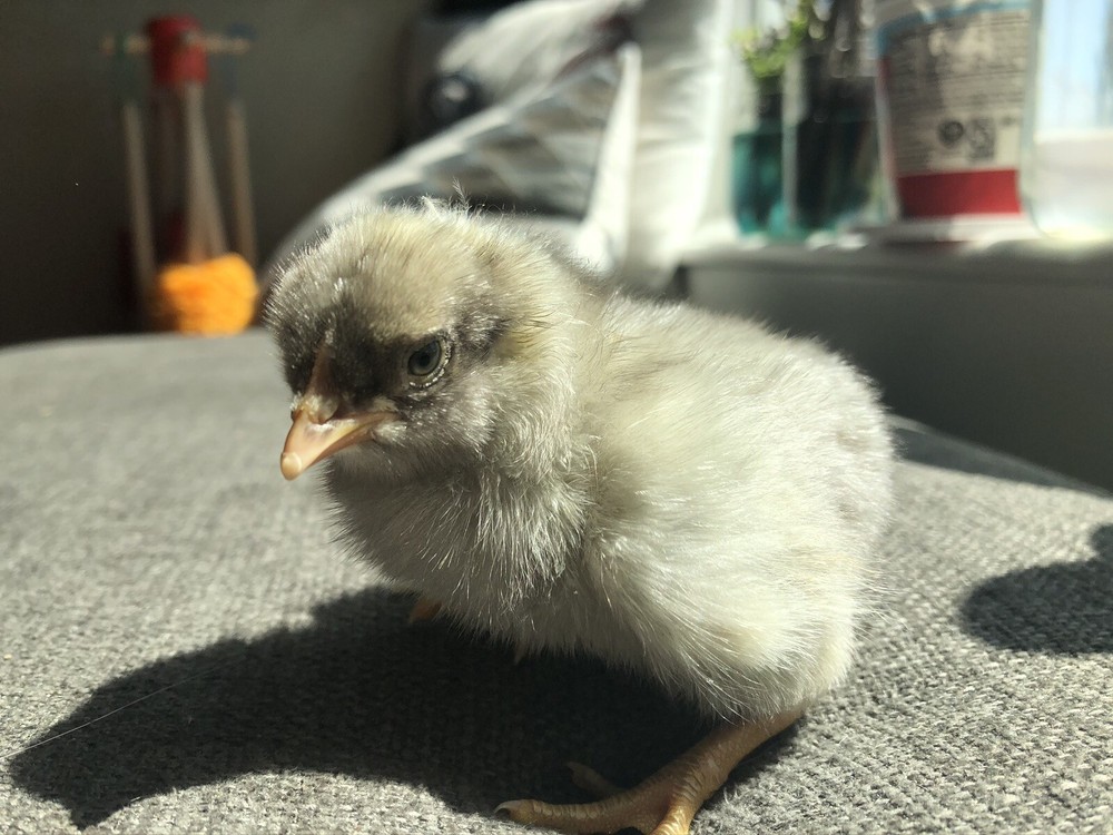 Hatching Eggs RAINBOW LAYERS / OLIVE EGGERS 10+2 NPIP Pure Breeds possible Dozen
