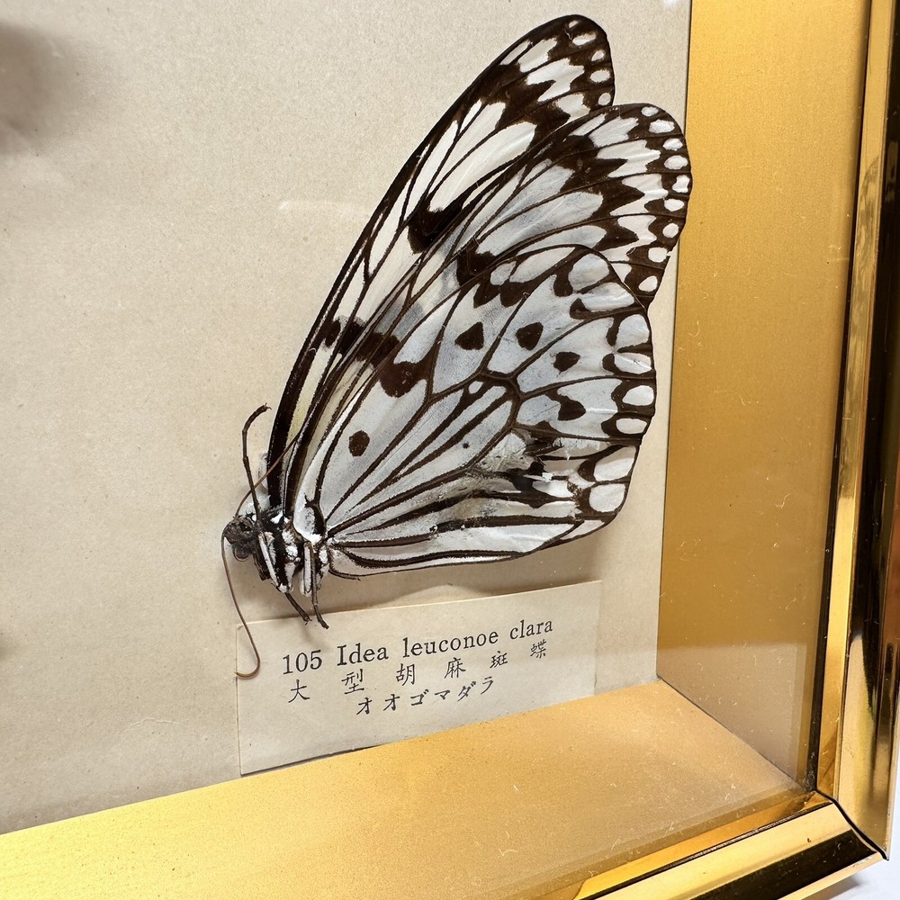 Rare Butterfly Specimen Display