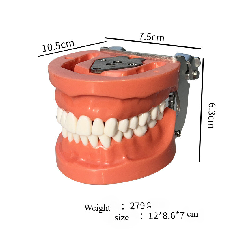 Dental 32PCS Teeth Model With Removable Teeth Training With a screwdriver