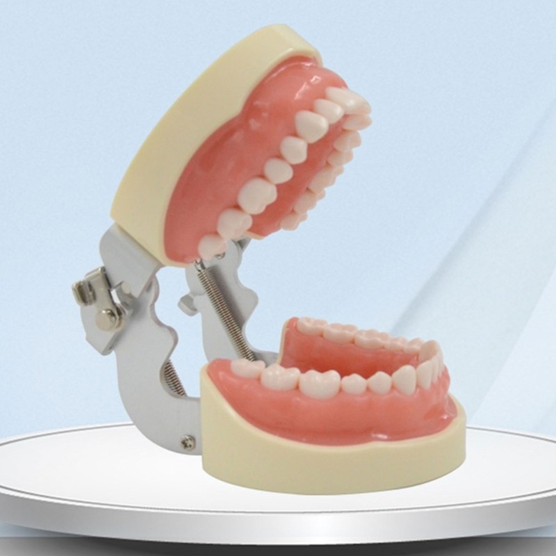 Teeth Model Teaching Model Soft Gums Removable 32 Teeth, for Dentistry Students