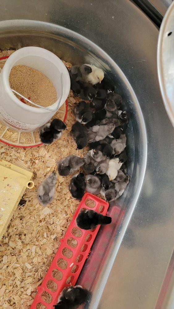 5+ Blue Black Splash (BBS) Marans Hatching Eggs | TN NPIP CERTIFIED