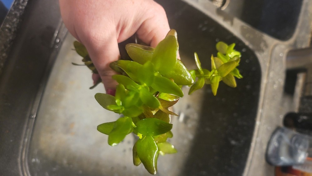 *New*Aquatic Plant Pack (Low Tech)