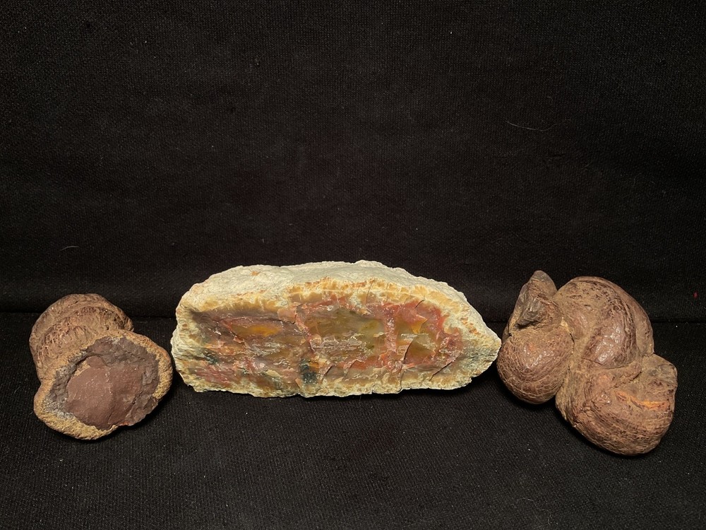 ~RW~ UNPOLISHED ONE POUND PIECE "DINOSAUR COPROLITE" ~~ TWO FORMS
