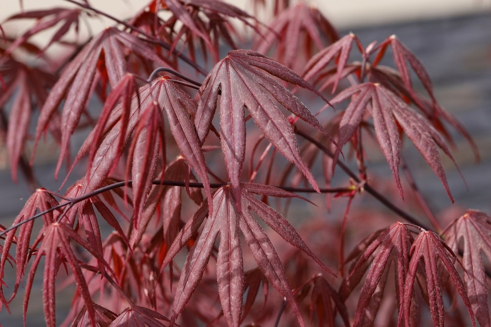Emperor 1 Red Japanese Maple Tree ***Live***