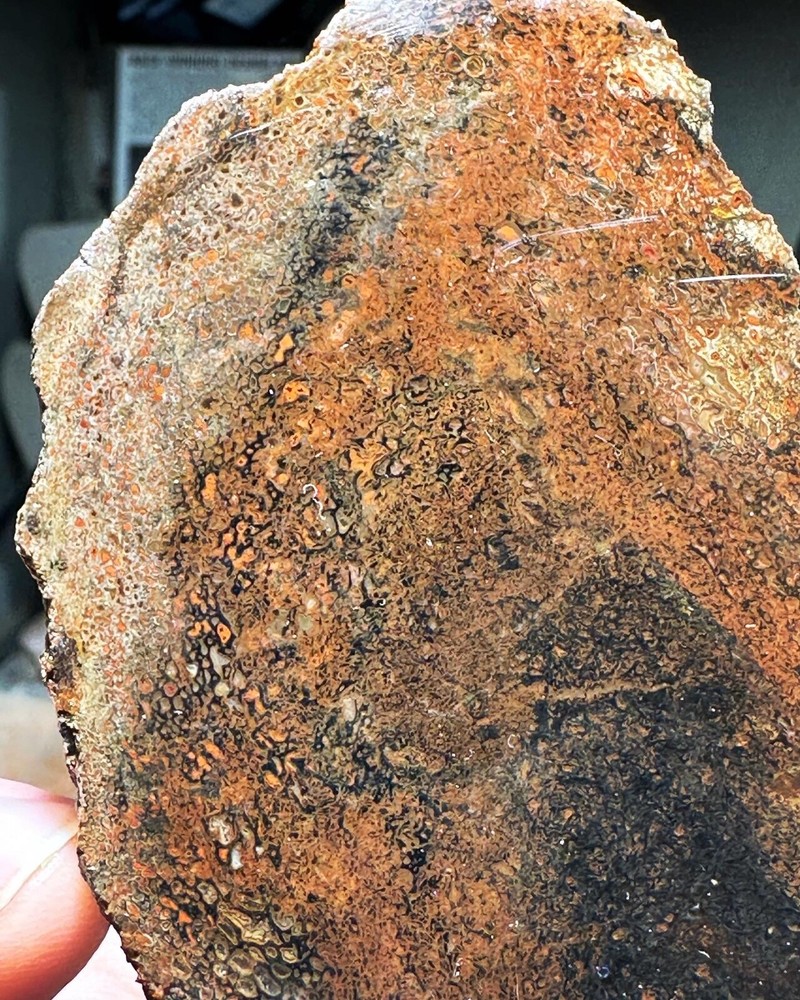 Dinosaur bone rough **hxtled slab.