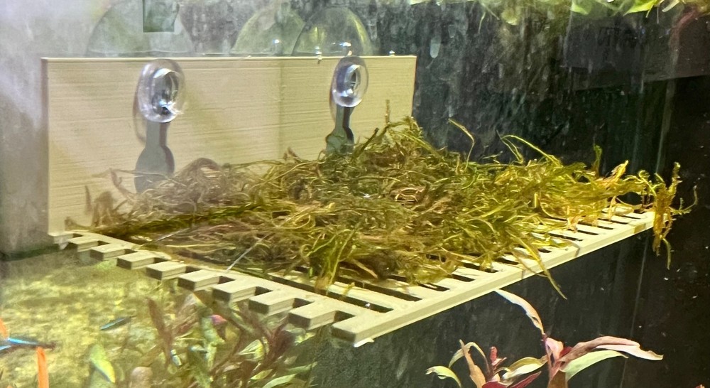 Suction Moss Ledge/Betta Bed