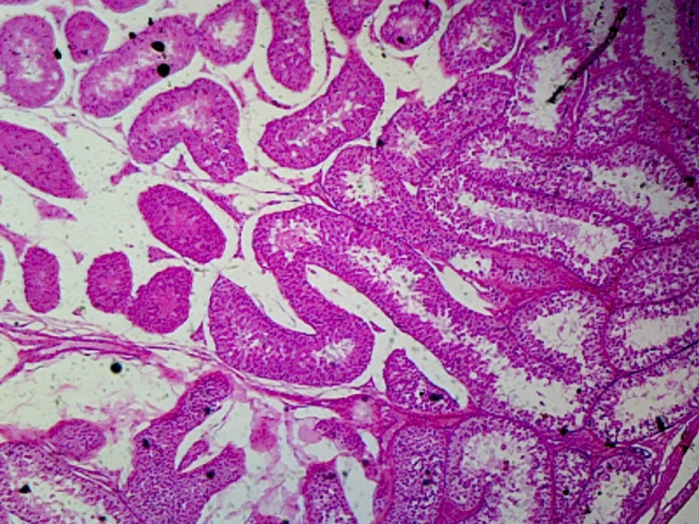 Rabbit Testis; Section