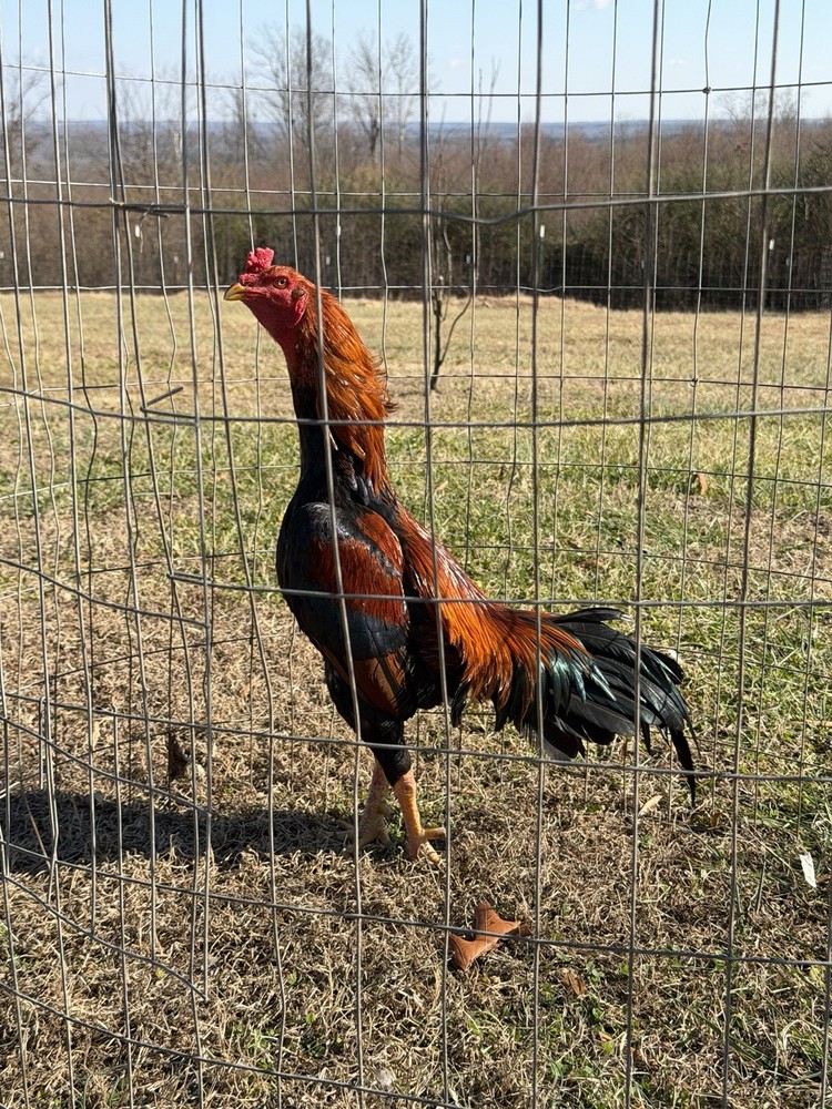 1Asil/Aseel Thai Chicken Hatching eggs