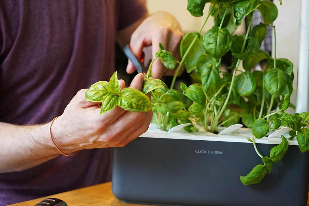 Smart Garden Basil Plant Pods, 3-Pack