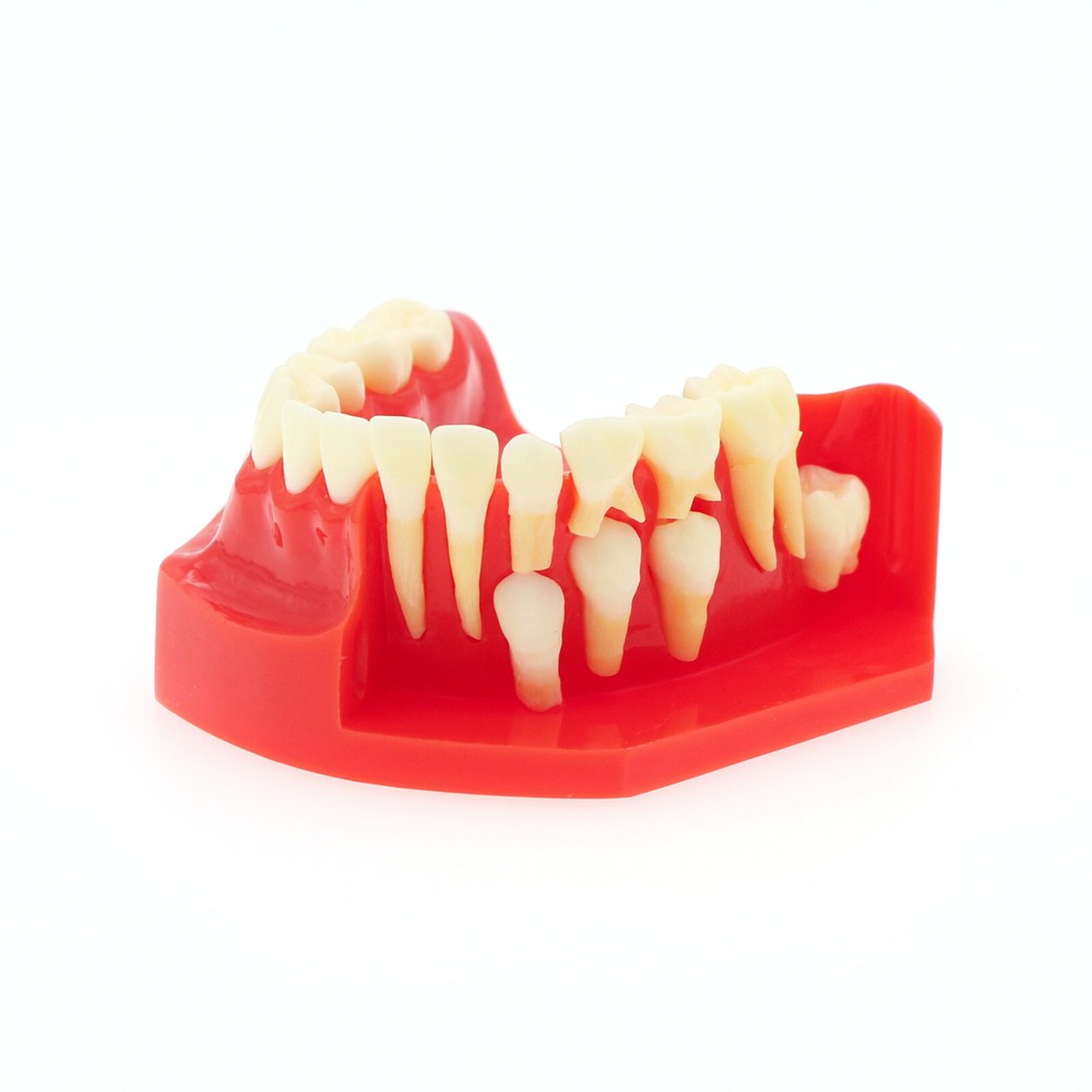 Dental Teeth Permanent Tooth Alternate Demonstration Study Teach Model M7013