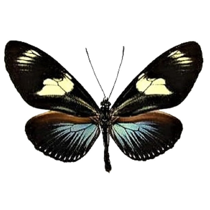 Heliconius doris eratonius blue longwing butterfly Peru unmounted wings closed
