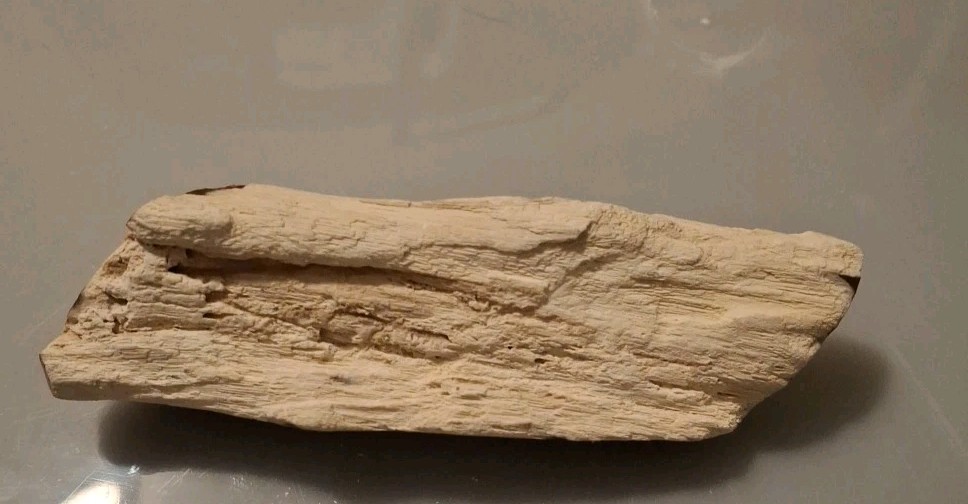 Fossilized Wood Polished