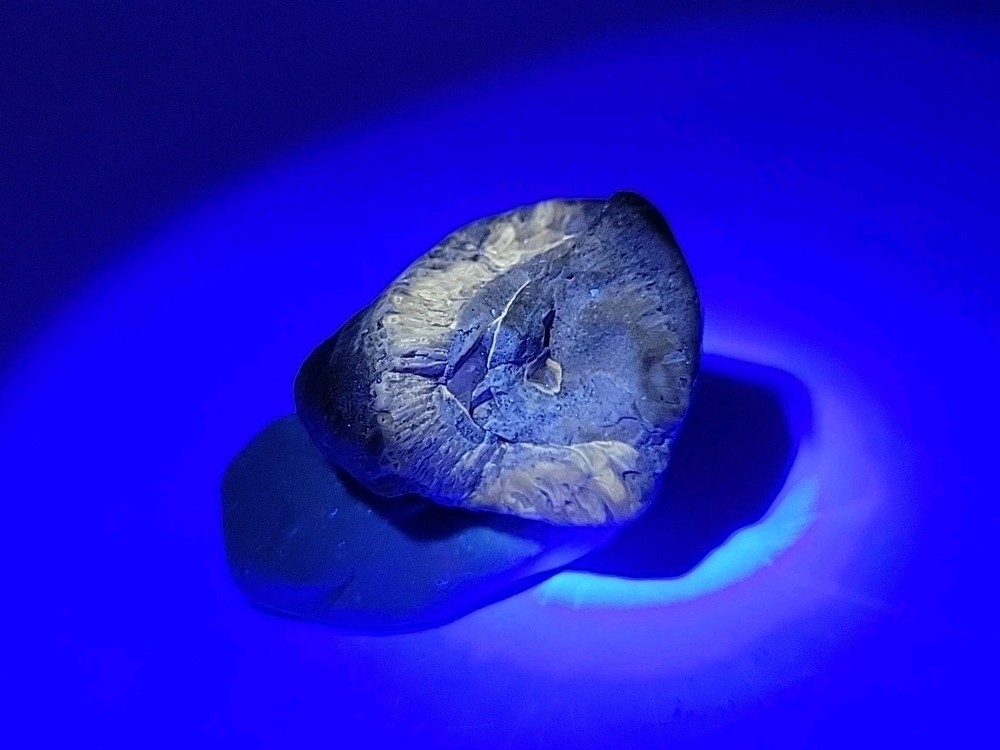 Egg Fossil Permineralized
