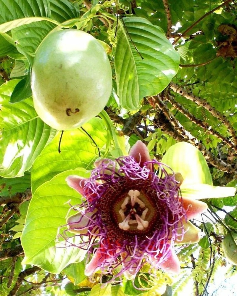Granadilla Passion Fruit Vine - Passiflora quadrangularis - Live STARTER Plant