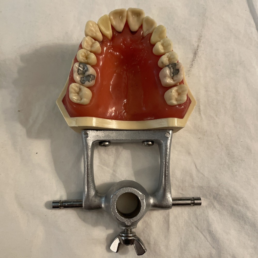 Dental Typodont Model Removable Teeth PARTS ONLY