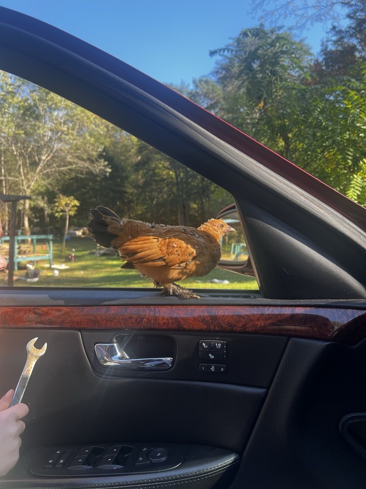 🐦‍🔥 Mille Fleur D'Uccle Bantam E G G S for HATCHING 🐦‍🔥