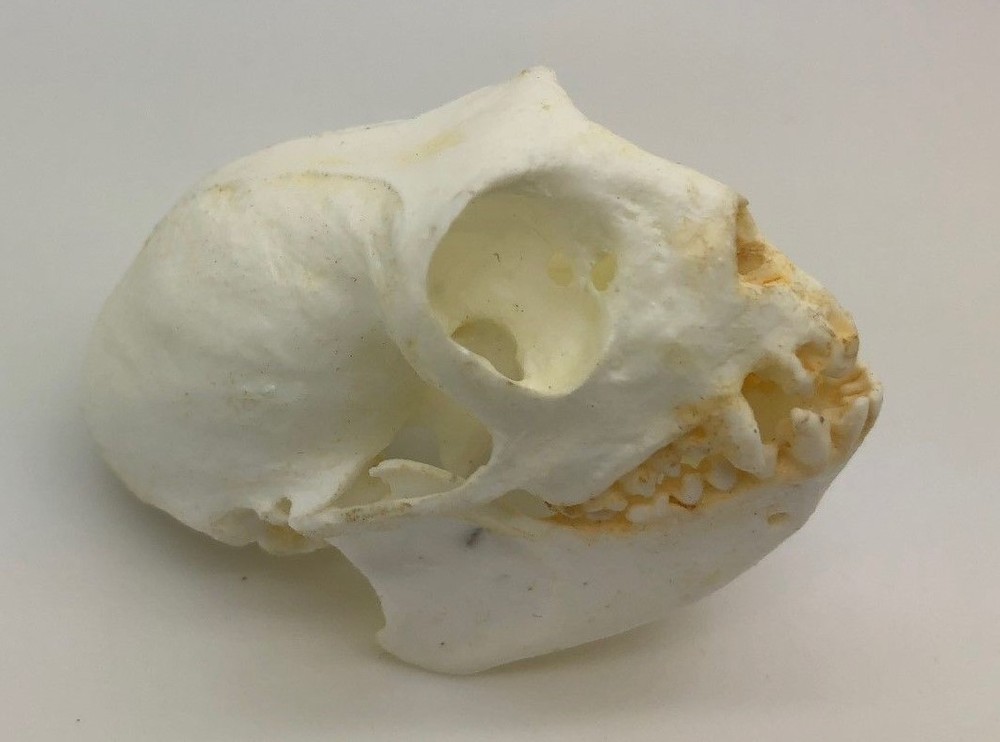 Golden Head Tamarin Skull Replica