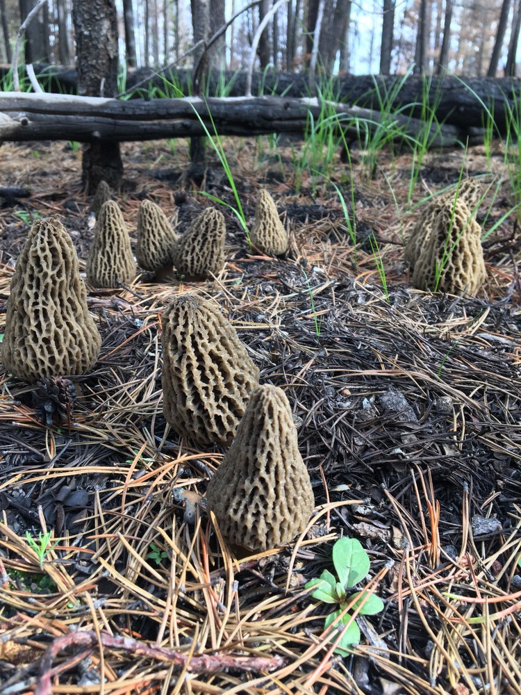 JUMBO WILD Morel Mushrooms, Whole (Dried) - 4oz.