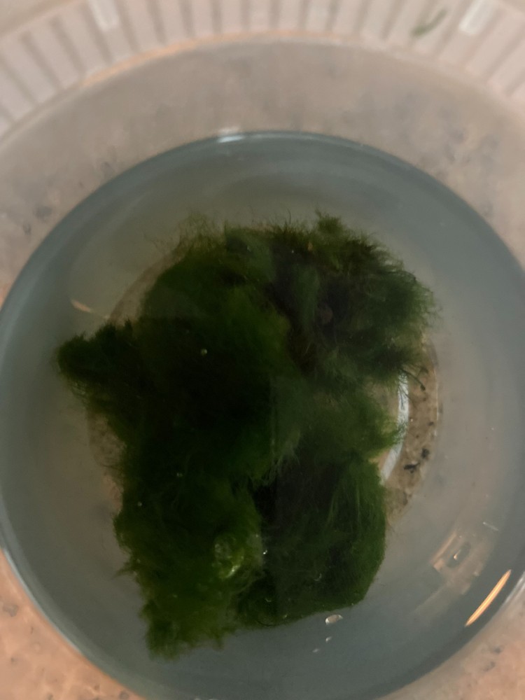Live Marimo Moss-Algae Aquatic Snail Free