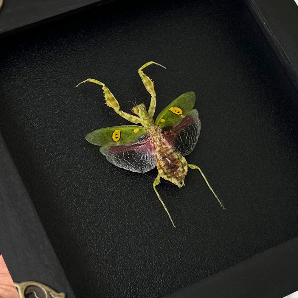 Real Frame Scorpion & Mantis Handmade Dried Insect Shadow Box Vintage For Decor