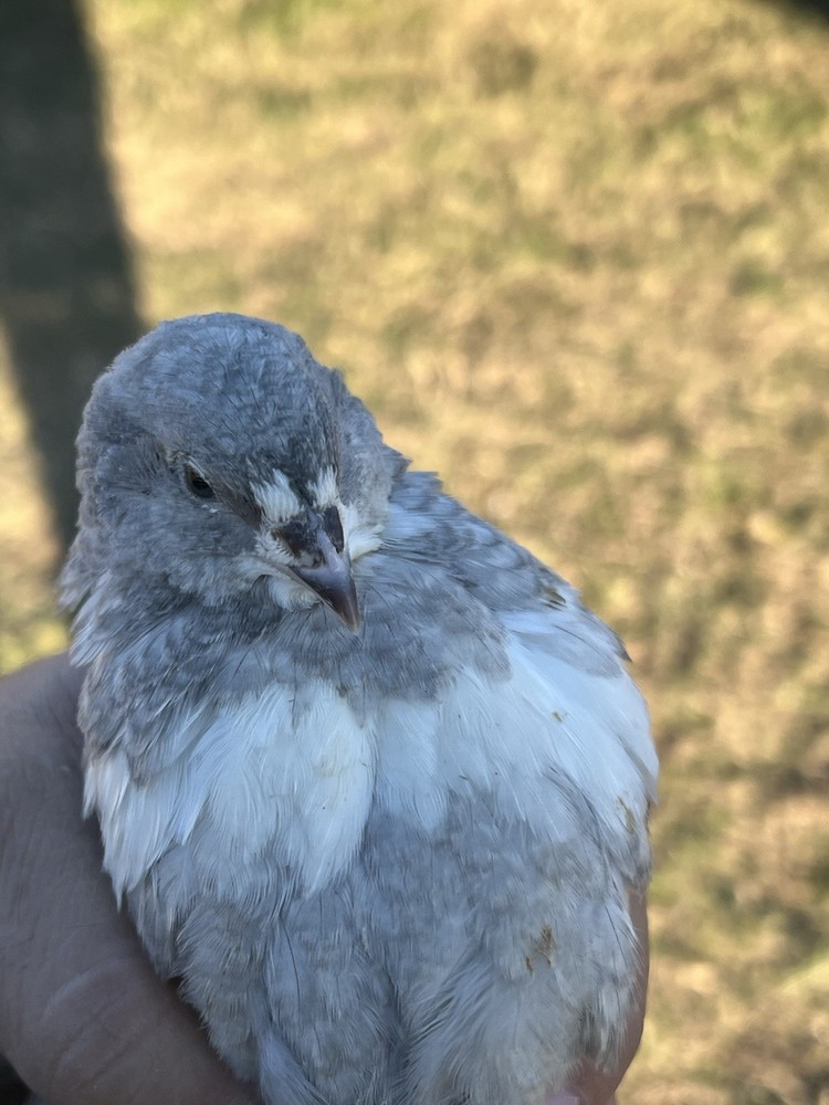 30 + mix count Coturnix hatching eggs