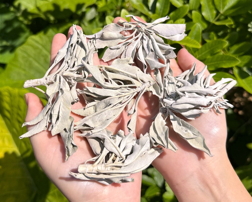 2 oz Loose White Sage Smudge Leaves & Clusters (Cleansing Smudging Purification)