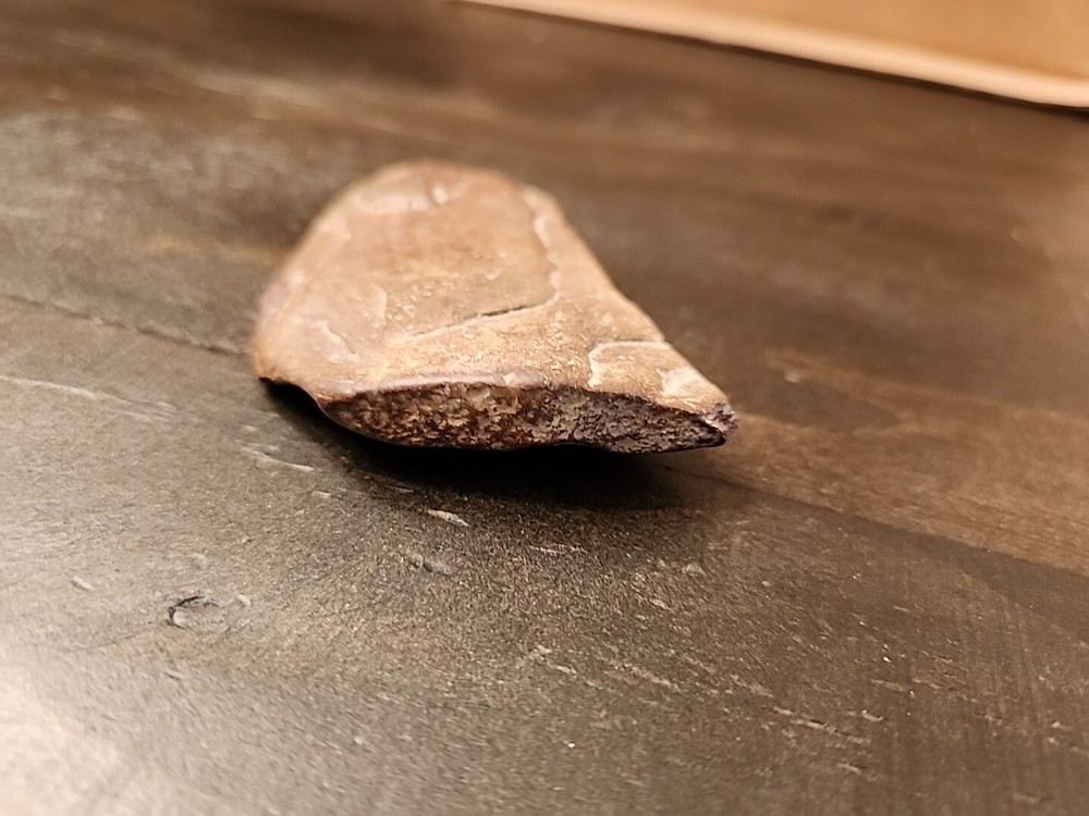 3" Natural Fossil