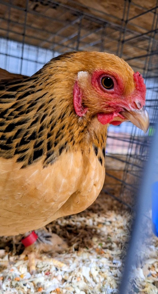 7 + Buff Bantam Brahma Hatching Eggs From Our Show Lines!!!