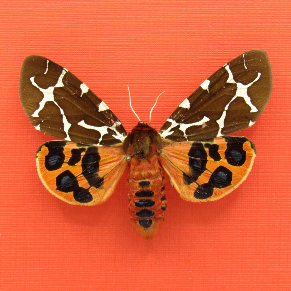 Real mounted Garden Tiger moth - Arctia caja - A-