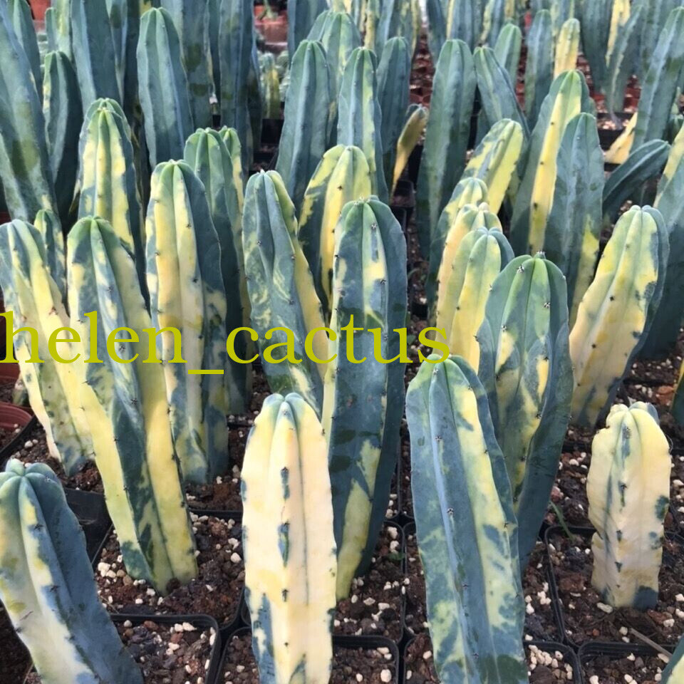 Myrtillocactus geometrizans Variegated Succulent plants 8-12CM