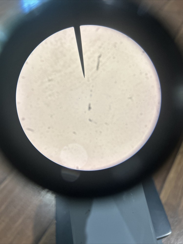 AMERICAN OPTICAL CORP SIXTY 3 Objective Laboratory BULB Microscope WORKING