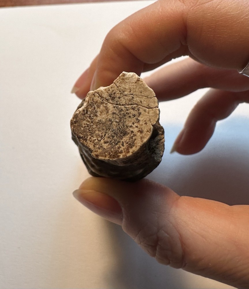 Fossilized Petrified Wood Limb Cast Branch Segment Approx. 4 Inch