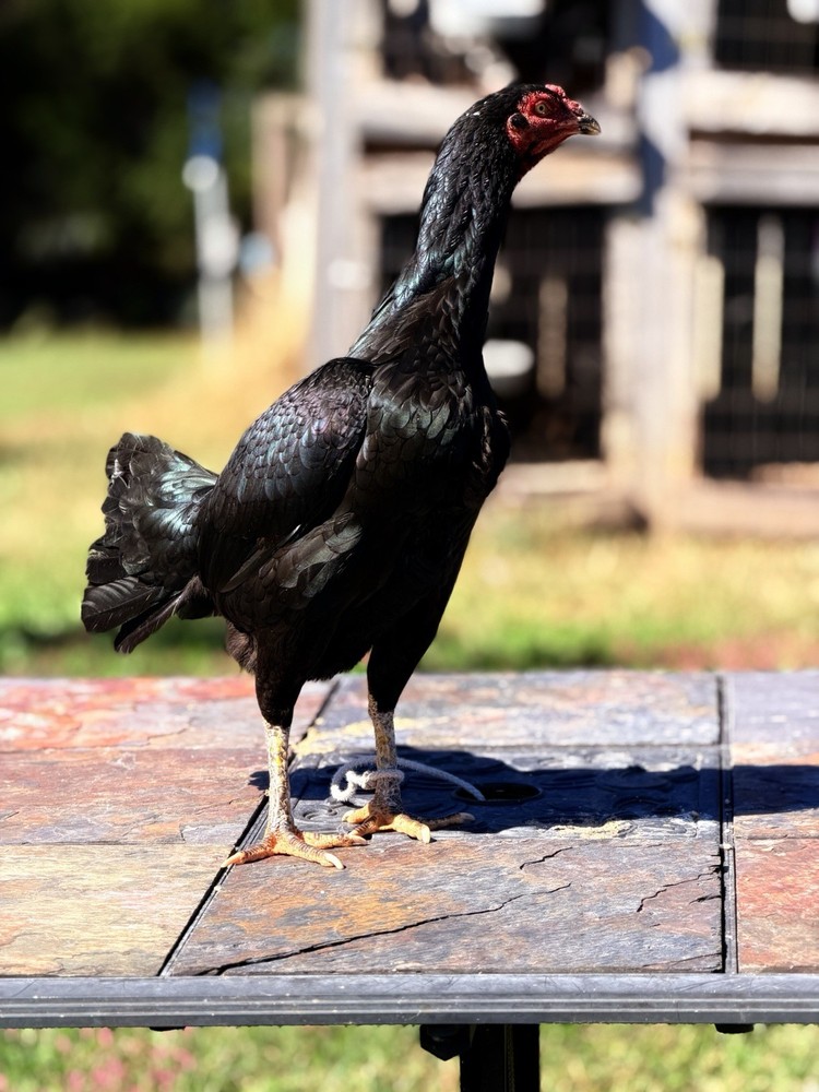 Thai Chicken Hatching eggs