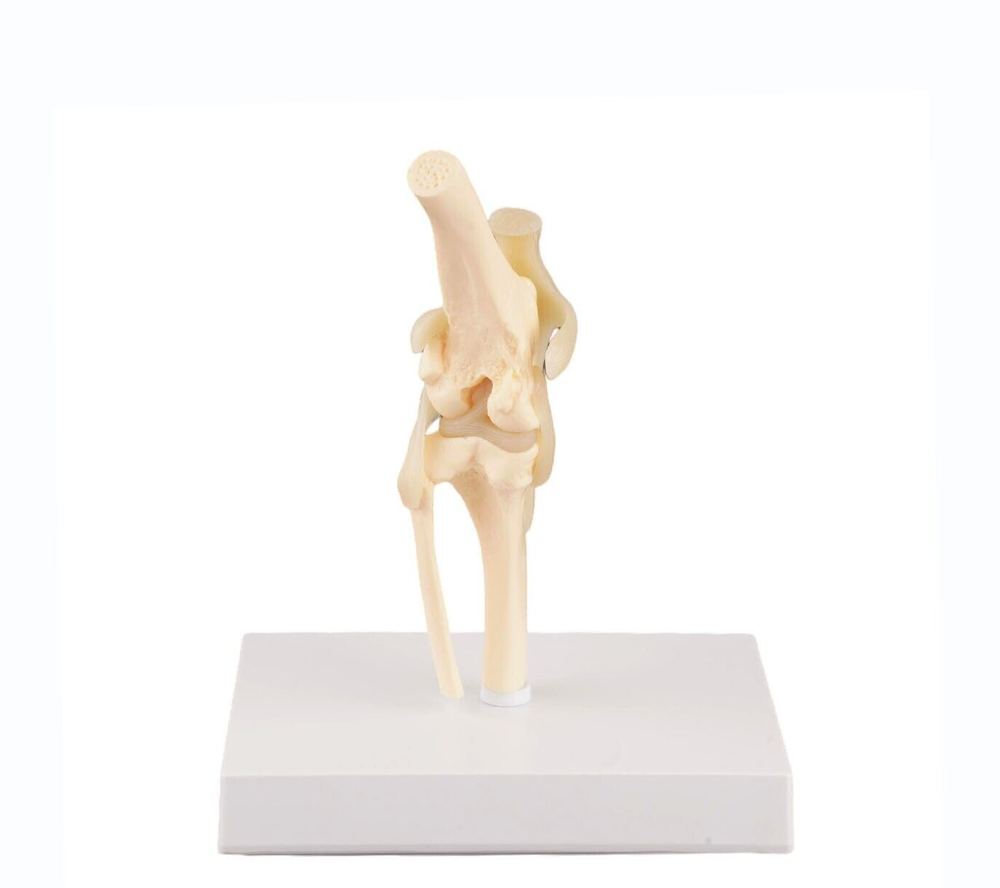 Dog Knee Joint Model Bone Animal Bone Specimen Veterinary Teaching Tools